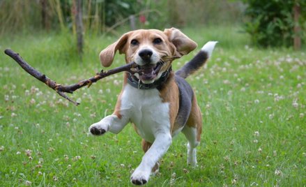 W szkołach, gdzie realizowany był program „Dzieci dla zwierząt”, uczniowie wykonywali zadania z zakr