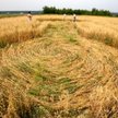 Kręgi w zbożu w miejscowości Wysoka Głogowska