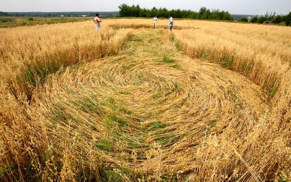 Kręgi w zbożu w miejscowości Wysoka Głogowska