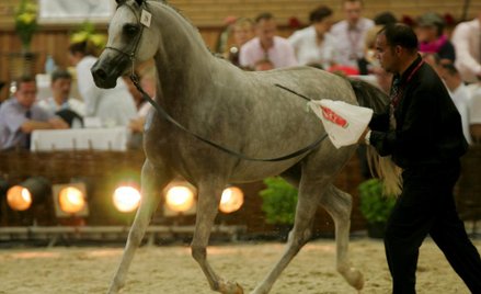Święto koni arabskich w Janowie Podlaskim