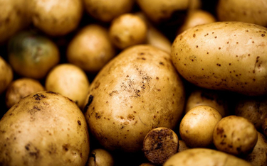 Groźna bakteria w importowanych ziemniakach. Ministerstwo chce zakazu