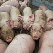 Pozwolenia na inwestycje ryzykowne dla środowiska - nowe przepisy ocenia Małgorzata Żmudka