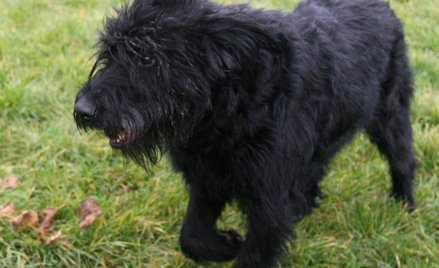 Słynna Saba - pies Ludwika Dorna