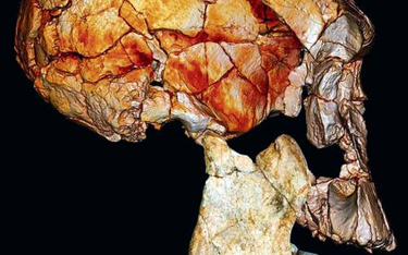 Poskładane obrazy fragmentów czaszki praczłowieka znanych wcześniej oraz odkrytych teraz