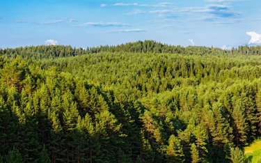 Gdzie jest miliard hektarów rosyjskiego lasu?