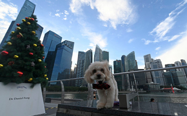 Singapur otwiera się na biznes. Kwarantanna nie jest konieczna