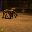 Film Wardęgi zatytułowany „Mutant Giant Spider Dog" (wielki zmutowany pająko-pies) został odtworzony