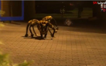 Film Wardęgi zatytułowany „Mutant Giant Spider Dog" (wielki zmutowany pająko-pies) został odtworzony