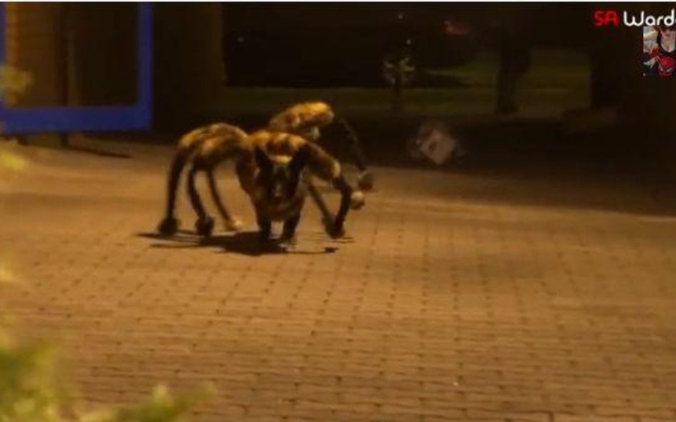 Film Wardęgi zatytułowany „Mutant Giant Spider Dog" (wielki zmutowany pająko-pies) został odtworzony