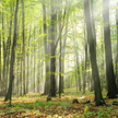 Zdaniem badanych Lasy Państwowe powinny chronić przyrodę