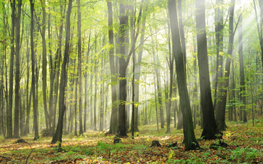Zdaniem badanych Lasy Państwowe powinny chronić przyrodę