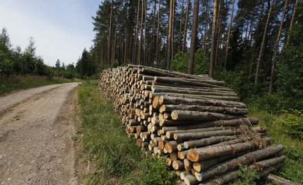 Lasy Państwowe realizują misję publiczną dla dobra społeczeństwa