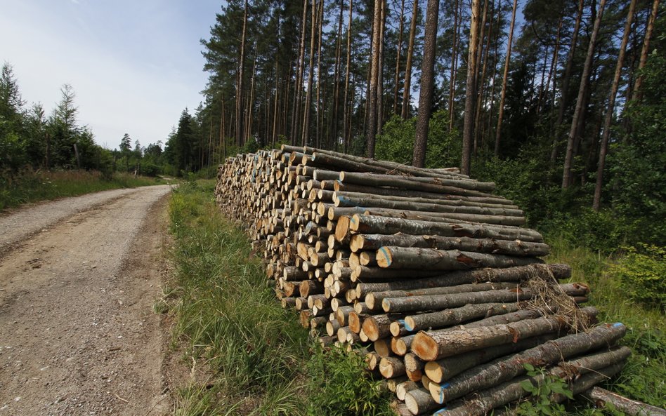 Lasy Państwowe realizują misję publiczną dla dobra społeczeństwa