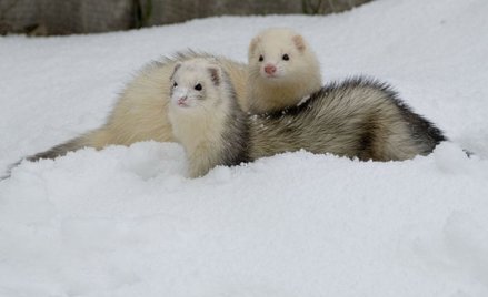 Sondaż: Polacy nie chcą hodowli zwierząt na futra