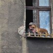 W kodeksie wykroczeń jest paragraf na właściciela uciążliwego psa