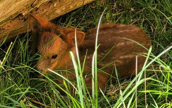 Samiczka pudu przyszła na świat w warszawskim ogrodzie zoologicznym