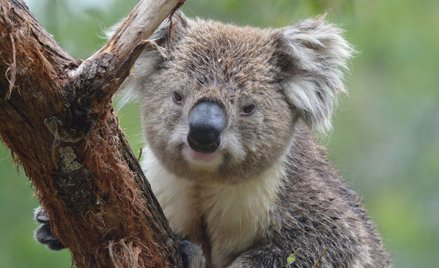 Australia: 45 mln na ratowanie koali