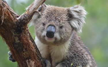 Australia: 45 mln na ratowanie koali