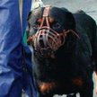 W Głogowie pies rasy amstaff pogryzł 10-letnie dziecko, które trafiło do szpitala