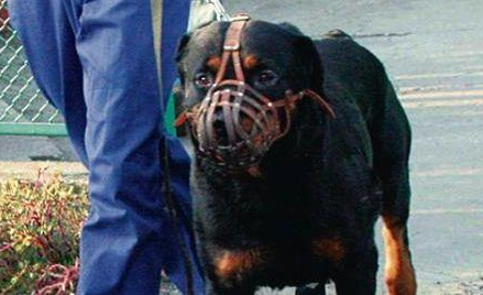 W Głogowie pies rasy amstaff pogryzł 10-letnie dziecko, które trafiło do szpitala