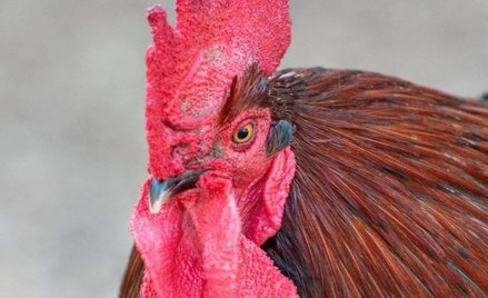 Pianie, kwakanie, woń nawozu to „zmysłowe dziedzictwo” narodowe Francji