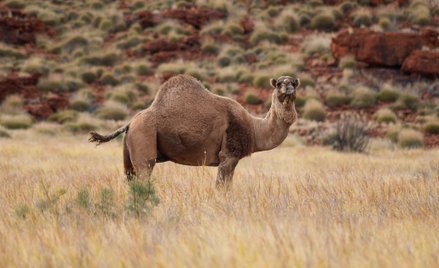 W Australii zastrzelono pięć tysięcy wielbłądów