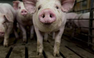 Chiny zakazały importu świń z Indonezji w związku z ASF