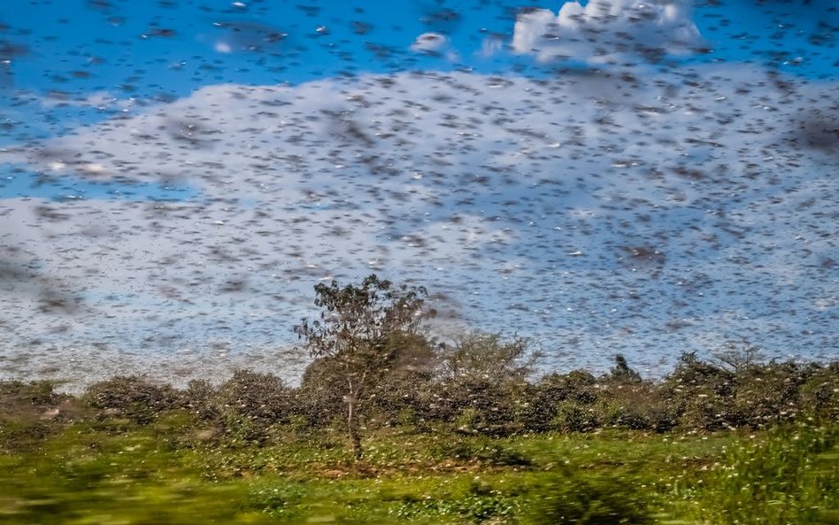 Plaga szarańczy zagraża Afryce. Skutkiem może być głód