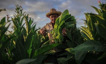 Festiwal cygar przyciąga miłośników tytoniu na Kubę