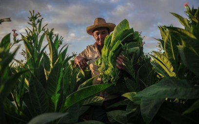 Festiwal cygar przyciąga miłośników tytoniu na Kubę