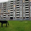 Porzucone lub odkupywane za bezcen i trzymane przez nowych właścicieli na osiedlowych trawnikach kon