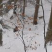 Leśniczy obronił niedźwiedzią rodzinę przed wilkami