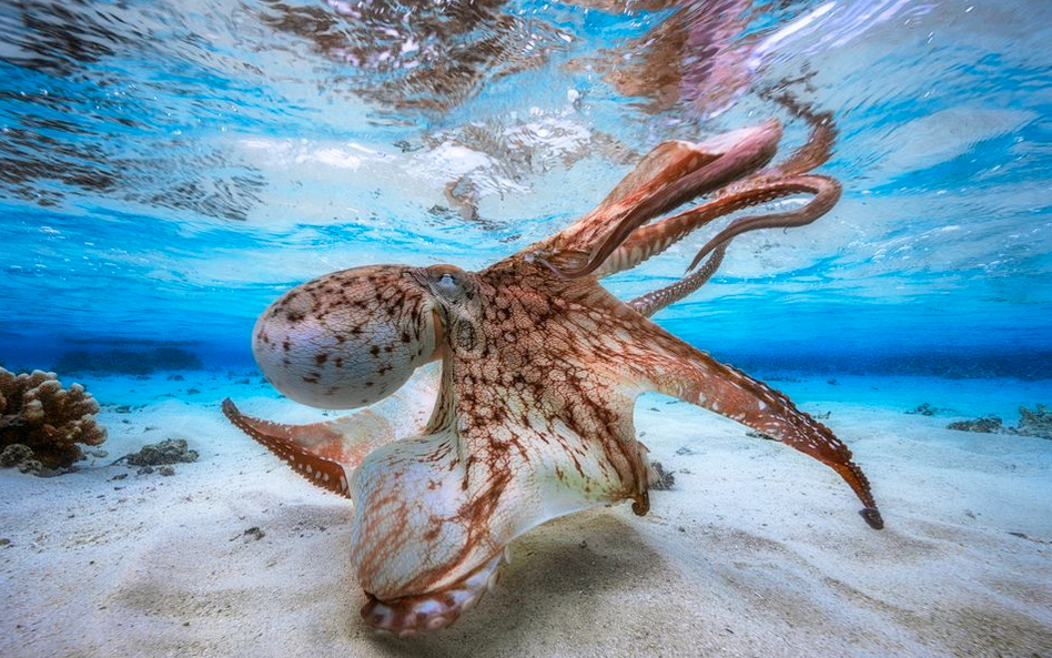 Underwater Photographer of the Year 2017. Piękno podwodnego świata