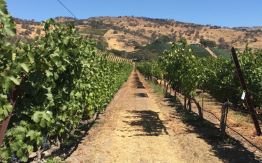 Winnica w dolinie Napa, kalifornijskim zagłębiu winiarskim.