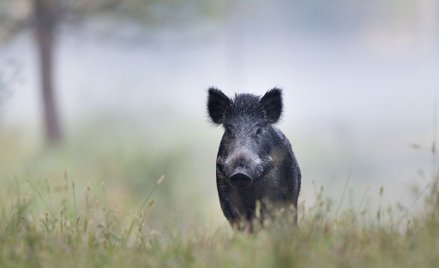 ASF: Polska się zastanawia, Francja i Niemcy strzelają do dzików i budują płoty