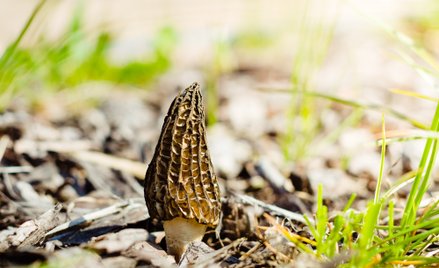 Krzysztof Kowalski: Smardze je się oczami