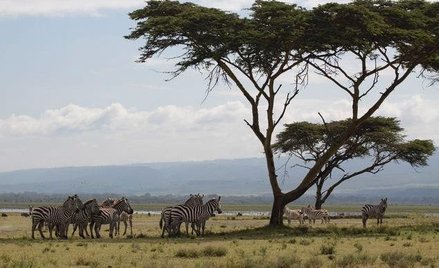 Kenia