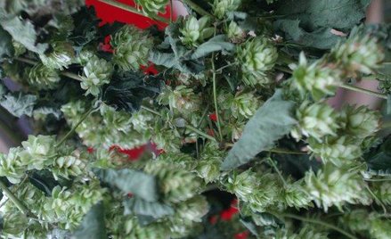 Likwidacja Puławskiego Chmielu