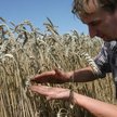 Lepsze zbiory zbóż na Węgrzech i w Rumunii, gorsze w Polsce