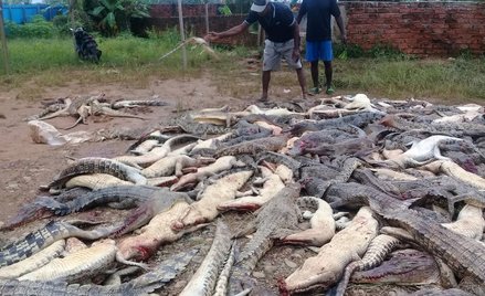 Indonezja: Zemsta za atak. Mieszkańcy zabili prawie 300 krokodyli
