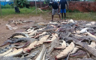 Indonezja: Zemsta za atak. Mieszkańcy zabili prawie 300 krokodyli