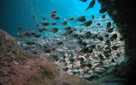 Necker Island w archipelagu Brytyjskich Wysp Dziewiczych. Branson kupił 74–akrową wyspę w wieku 28 l