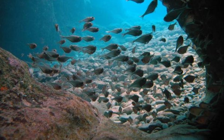 Necker Island w archipelagu Brytyjskich Wysp Dziewiczych. Branson kupił 74–akrową wyspę w wieku 28 l