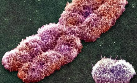 Naukowcy badali chromosom Y (obok większy X) przekazywany z ojca na syna prawie bez zmian