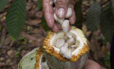 Uważaj, co kupujesz w sklepie. Możesz wspierać niewolnictwo