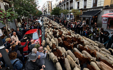 Madryt: Tysiące owiec przed budynkiem ratusza
