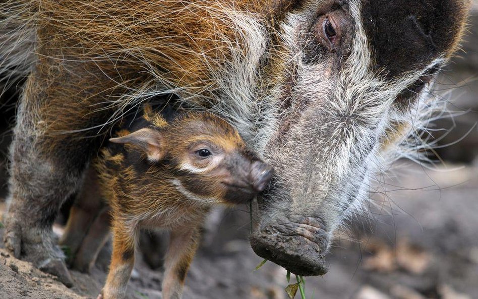 Świnie rzeczne z zoo w Berlinie