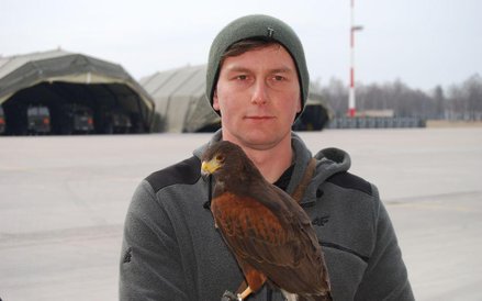 Sokolinik z drapieżnikiem na lotnisku w Szawlach na Litwie