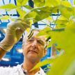 Bayer pomoże zwiększyć plony IMC