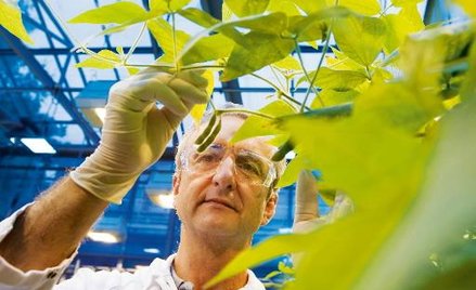Bayer pomoże zwiększyć plony IMC
